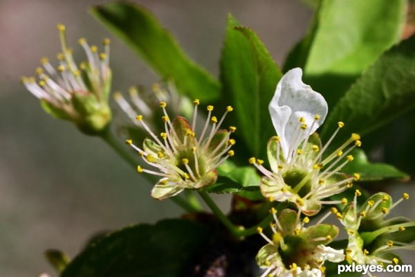 Last Apple Blossum Petal